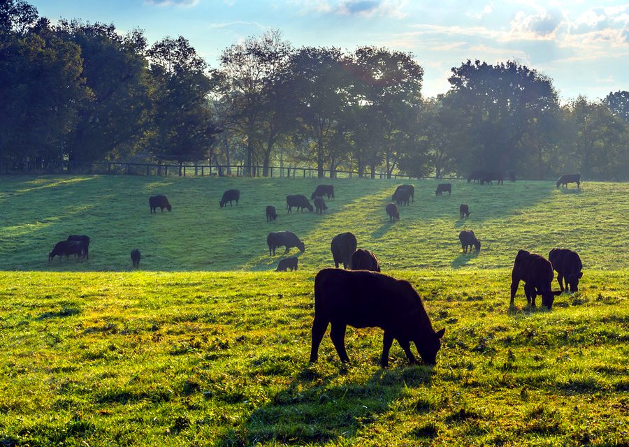 Cattle grazing a Kentucky pasture at sunrise